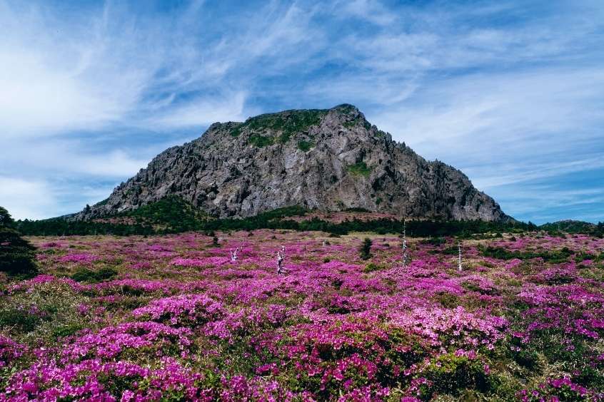 Khung cảnh mùa hoa nở lãng mạng rực sắc