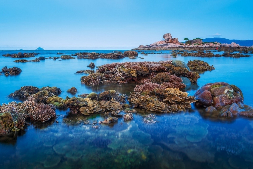 Hệ sinh thái san hô rực rỡ tại Hòn Mun