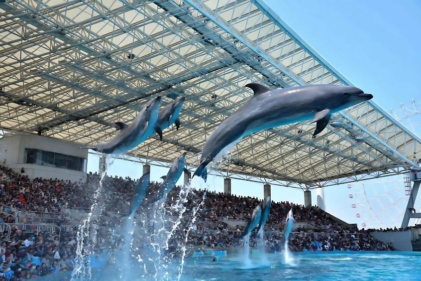 Thủy cung Cảng Nagoya – Thế giới đại dương thu nhỏ giữa lòng thành phố