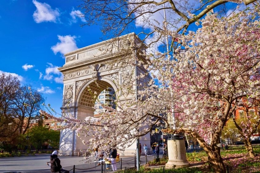Khung cảnh lãng mạn tại Washington Park khi hoa anh đào bung nở dưới ánh nắng dịu nhẹ
