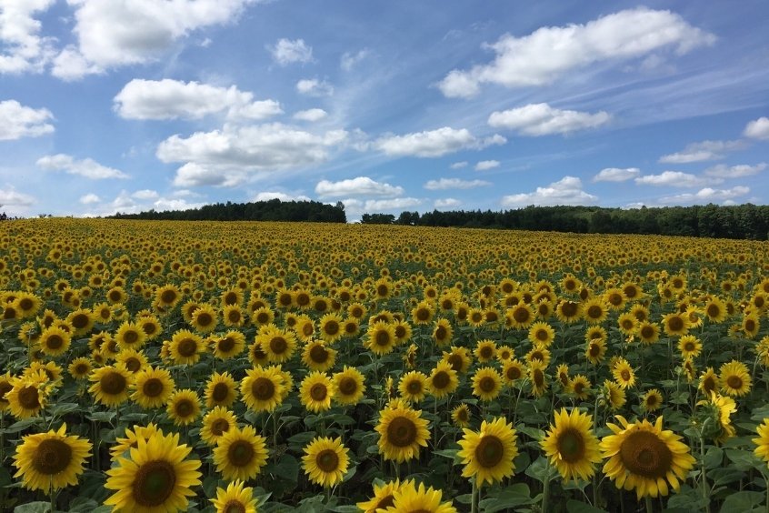 Các địa điểm nổi tiếng tại Obihiro 