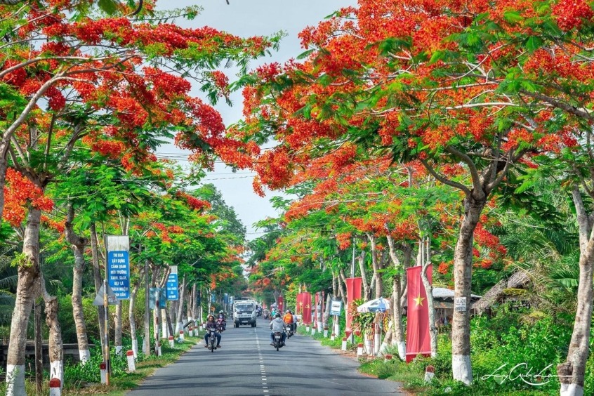 Hải Phòng - Thành phố hoa phượng đỏ, điểm đến thơ mộng.