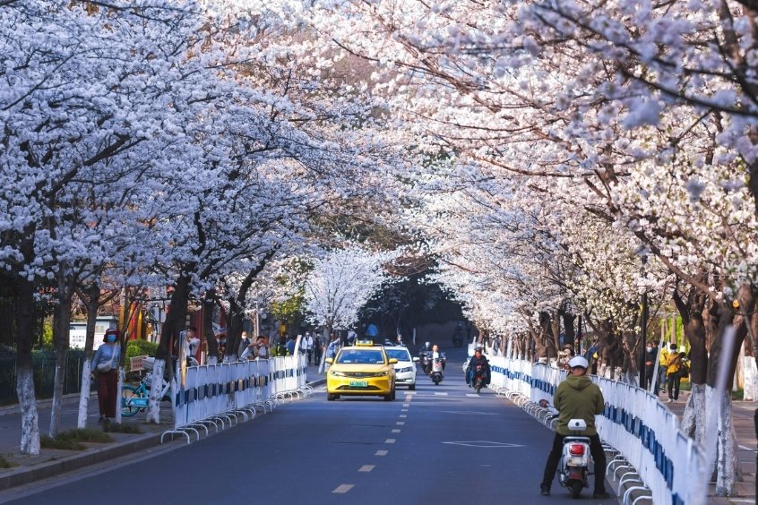 Mùa xuân ở Nam Ninh - Thời điểm  thiên nhiên Nam Ninh tươi đẹp nhất, thời tiết mát mẻ, hoa lá đua nở khắp nơi 