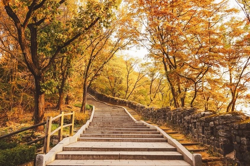 Seoul Forest - Công viên giống như một lá phổi xanh khổng lồ của thủ đô Seoul