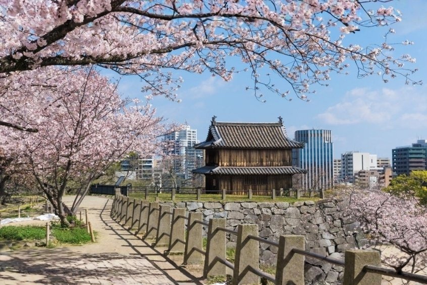 Vé máy bay đi Fukuoka - Công viên Maizuru là một địa điểm nổi tiếng để ngắm hoa anh đào