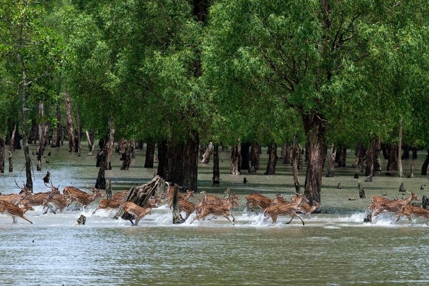 Vé máy bay đi Bangladesh