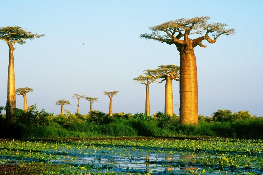 Vé máy bay đi Madagascar