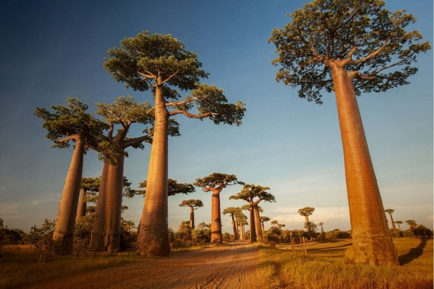 Vé máy bay đi Madagascar