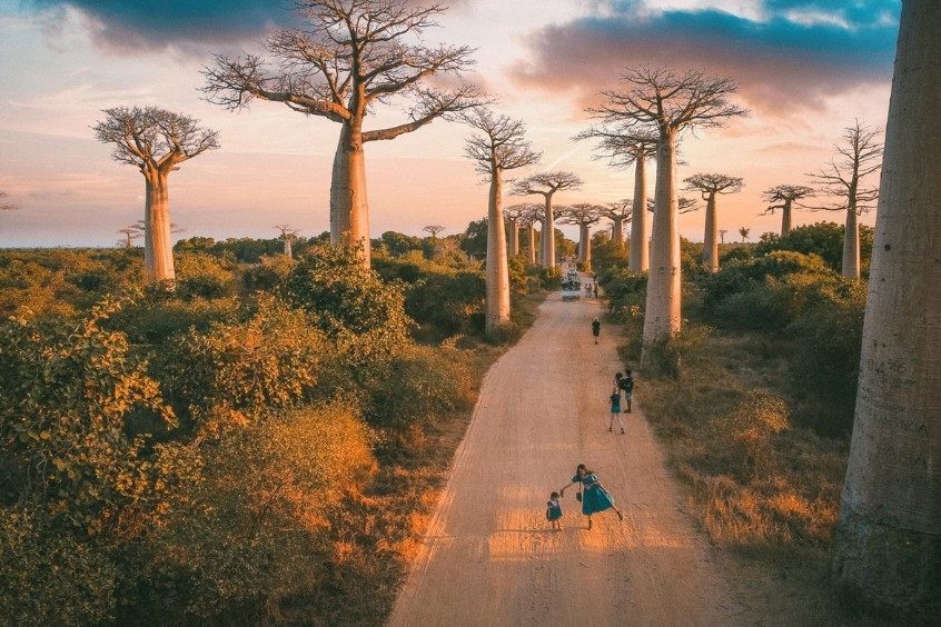  Đại lộ Baobab là một con đường tại Madagascar, nổi tiếng với hàng chục cây baobab cổ thụ cao lớn