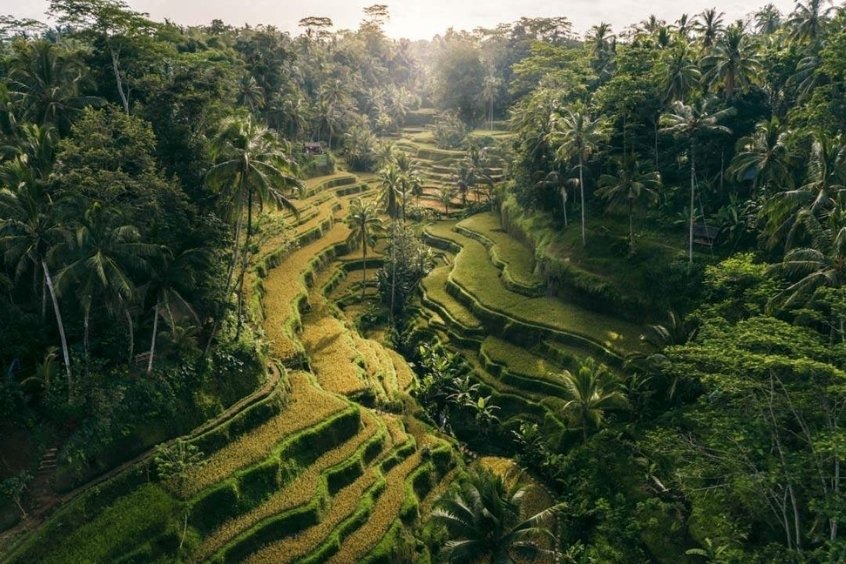 Ruộng bậc thang Tegalalang - Một di sản thế giới được UNESCO công nhận