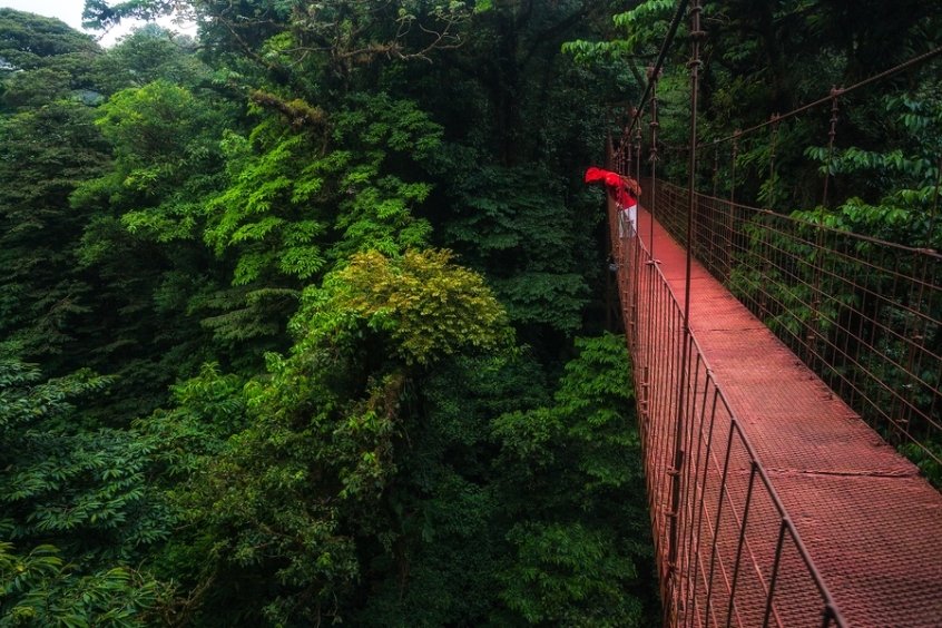  Rừng mây Monteverde ở Costa Rica là một khu bảo tồn thiên nhiên nổi tiếng thế giới