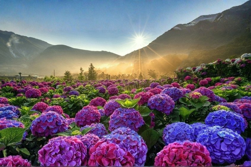 Cánh đồng hoa Cẩm Tú Cầu - Đà Lạt sẽ chưa trọn vẹn nếu bạn chưa ghé cánh đồng hoa Cẩm Tú Cầu