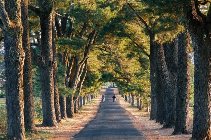 Hàng thông trăm tuổi là điểm đến ưa thích của du khách và người dân địa phương