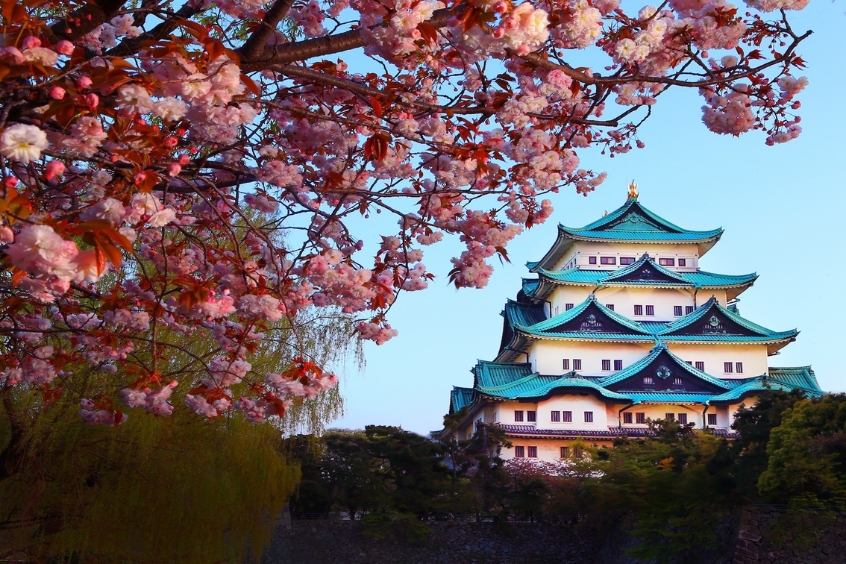 Sắc hoa anh đào tô điểm lâu đài Nagoya - Vẻ đẹp thơ mộng giữa lòng Nhật Bản.