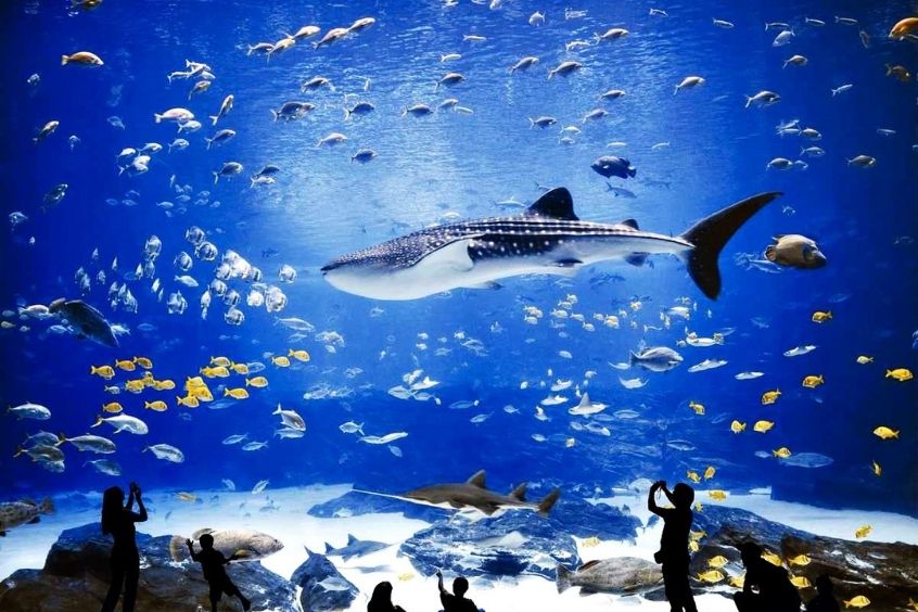 Georgia Aquarium – Điểm du lịch nổi bật khi đến Atlanta