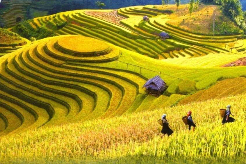 Cánh đồng Mường Thanh - Được mệnh danh là vựa lúa lớn nhất Tây Bắc