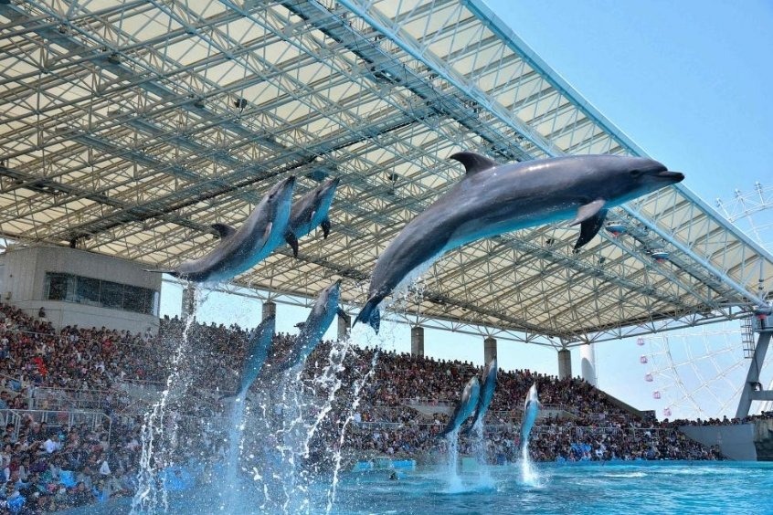 Một buổi biểu diễn của cá heo đầy thú vị tại Thủy cung Port of Nagoya Public Aquarium