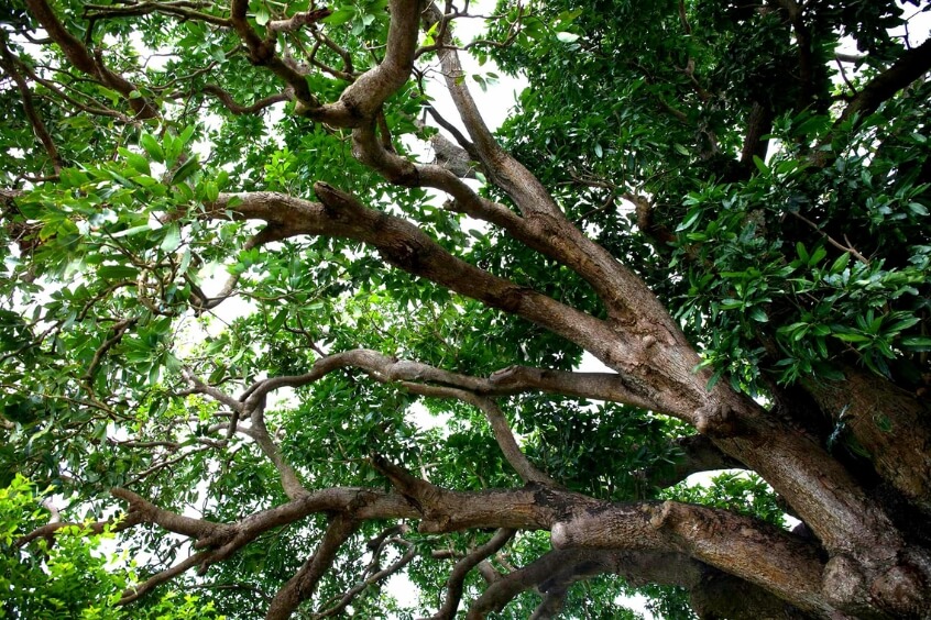 Vườn Nhãn Cổ - Hơn cả một vườn cây, đó là một di tích sống