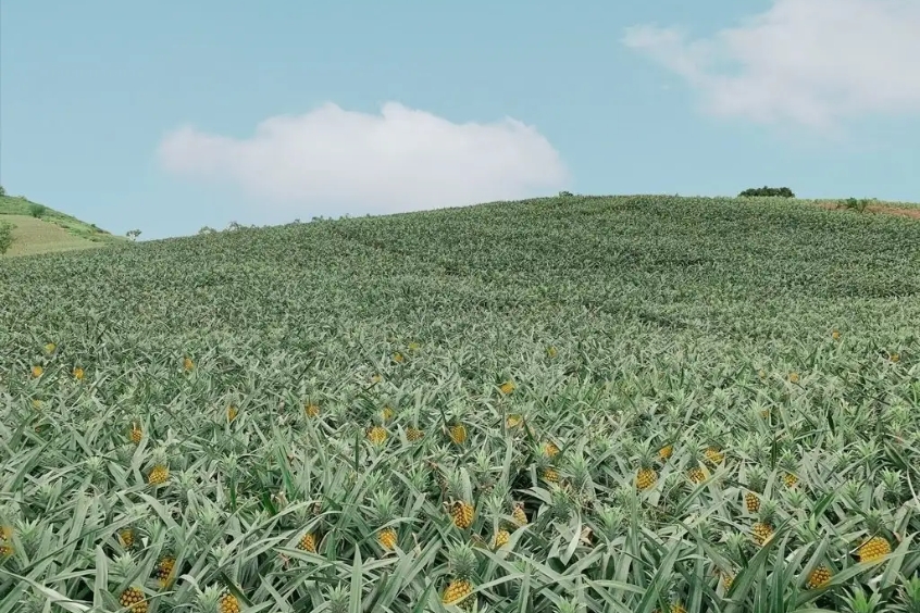 Đồi dứa Bảo Sơn vào mùa thu hoạch