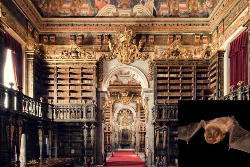 Đắm mình trong không gian trang nghiêm và tuyệt mỹ của Thư viện Joanina