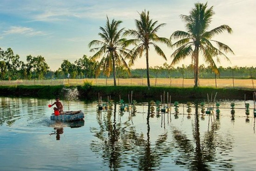 Mùa hè - Mùa cao điểm trái cây miệt vườn, sông nước hùng vĩ của Hậu Giang  