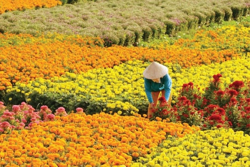 Làng hoa kiểng Chợ Lách – Xứ sở ngàn hoa rực rỡ&nbsp;