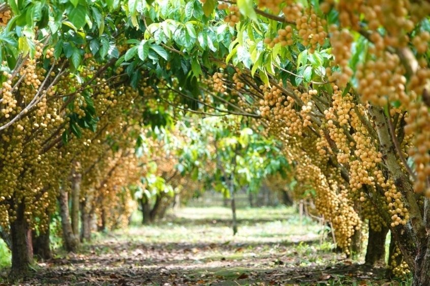 Vườn trái cây Cái Mơn – Thiên đường trái cây nhiệt đới&nbsp;