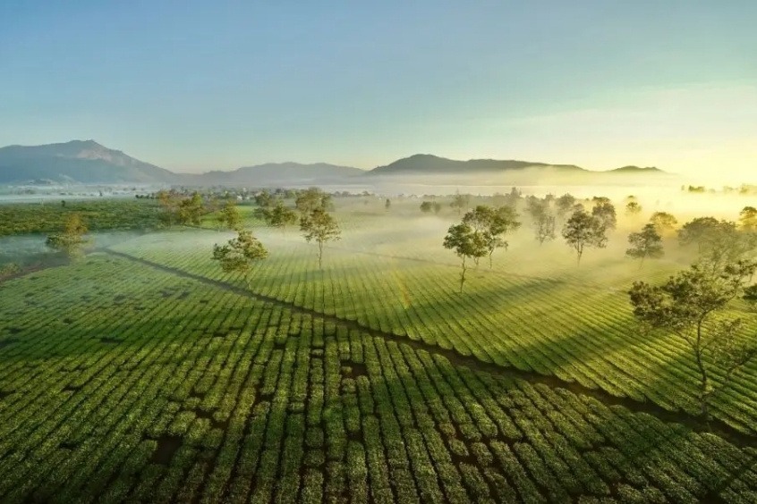 Biển Hồ Chè – Bức tranh xanh mát của Tây Nguyên