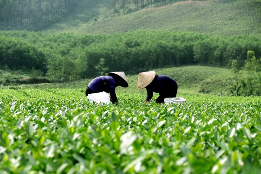 Đồi chè Kỳ Trung tại Hà Tĩnh