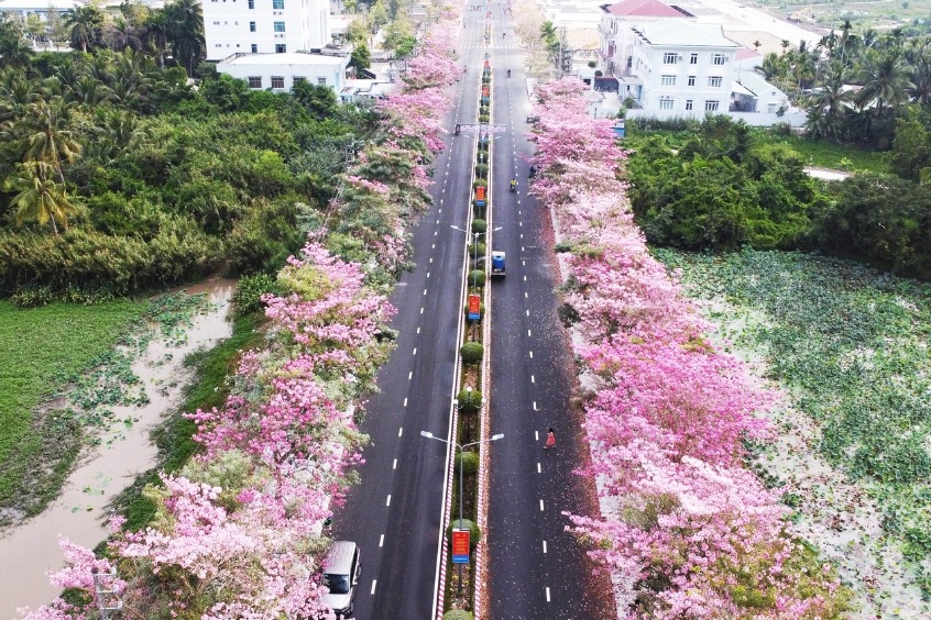 Đường hoa kèn hồng - Con đường lãng mạn như xứ Hàn