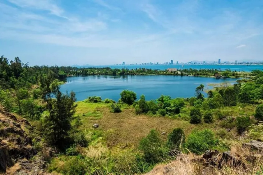 Bãi cỏ cháy Đà Nẵng với cảnh quan cỏ may vàng trải dài view biển xanh