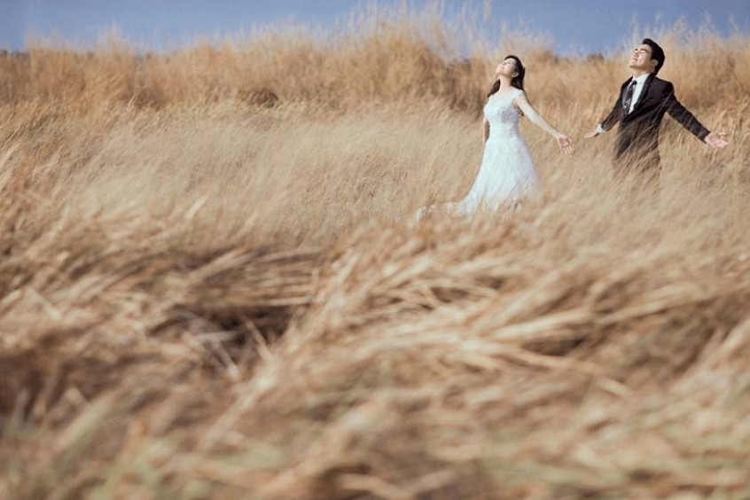 Cánh đồng cỏ may vàng úa với những bông hoa cỏ may đặc trưng tại bãi cỏ cháy Sơn Trà Đà Nẵng