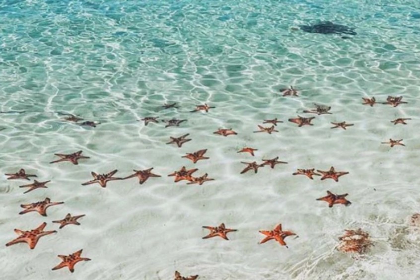 hàng ngàn con sao biển lại di chuyển lên bờ cát trắng