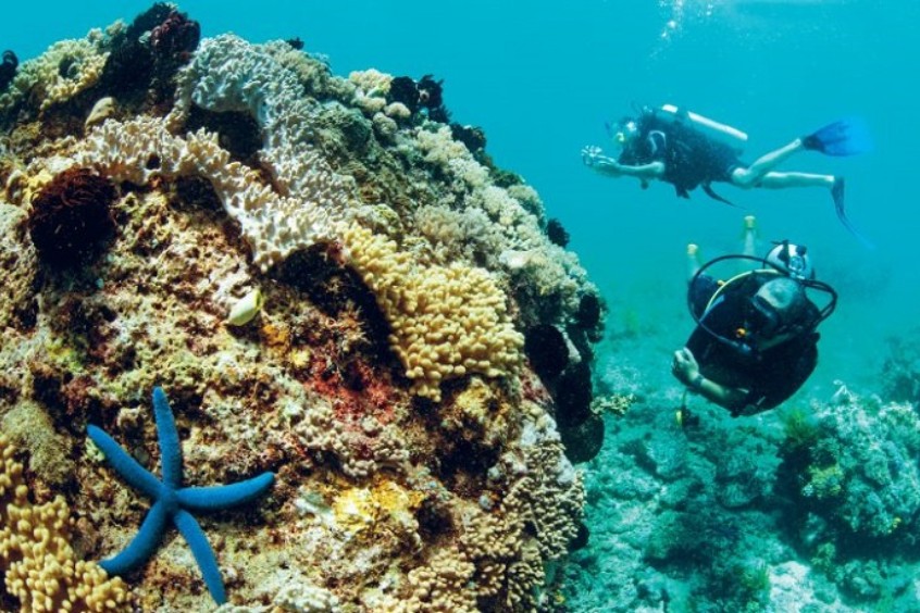 lặn ngắm hệ sinh thái san hô đa sắc màu