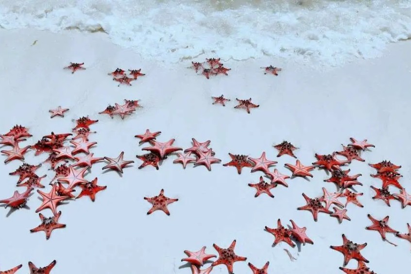 vương quốc sao biển rạch vẹm