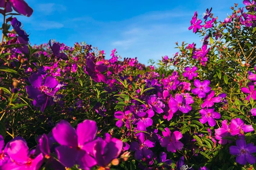 vườn hoa sim tím khoe sắc