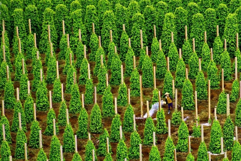 vườn tiêu Phú Quốc rộng lớn với nông dân tưới tiêu, màu xanh tươi mát giữa đảo Ngọc