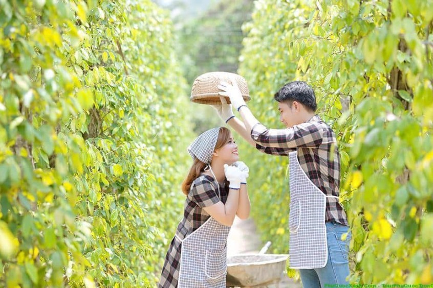 check-in sống ảo giữa vườn tiêu xanh mướt