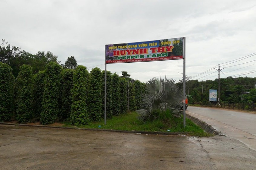 vườn tiêu huỳnh thy phú quốc