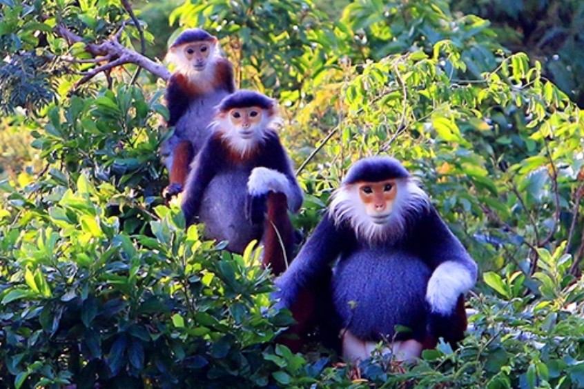 Voọc chà vá chân nâu