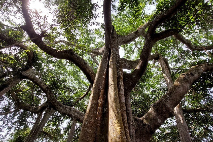 Cây đa trăm tuổi