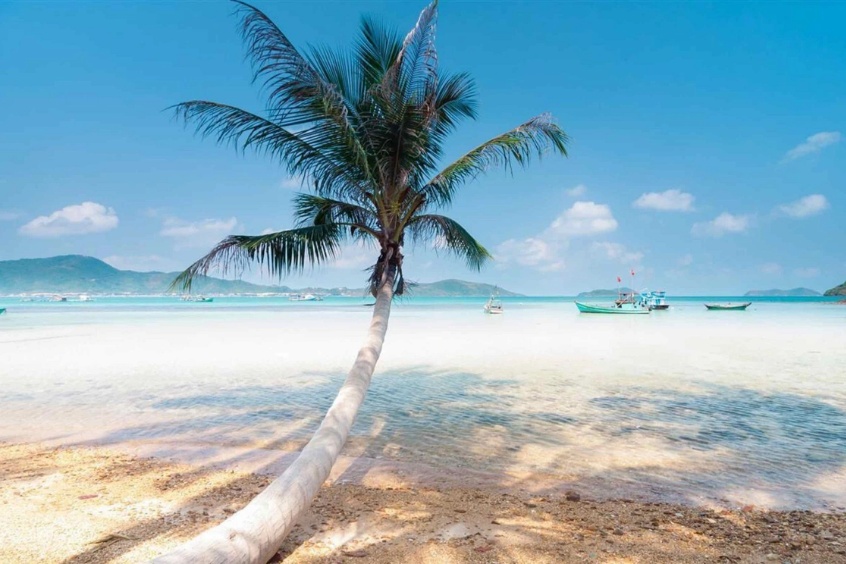 hàng dừa xanh mát tại bãi biển phạm văn đồng