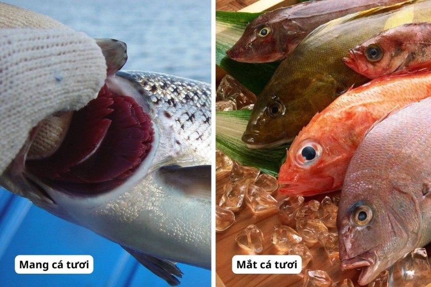 Lựa chọn hải sản tươi