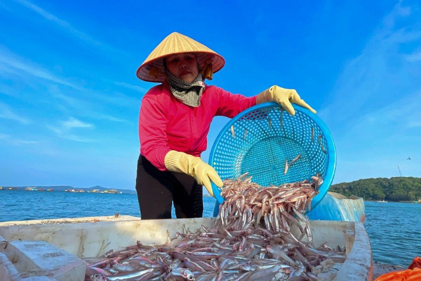 Cá cơm tươi vừa lên bờ