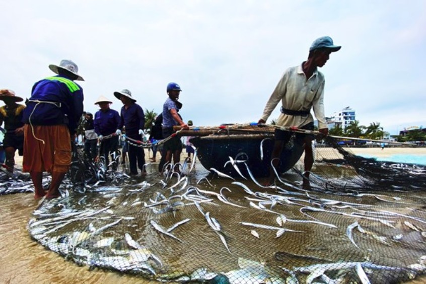 Hình ảnh đoàn thuyền kéo cá vừa lên bờ (Nguồn internet) 