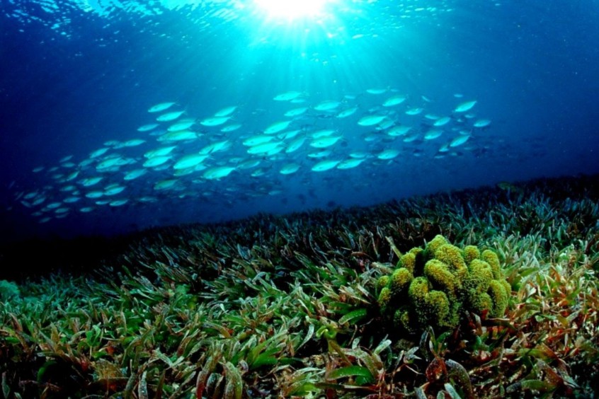 hệ sinh thái biển