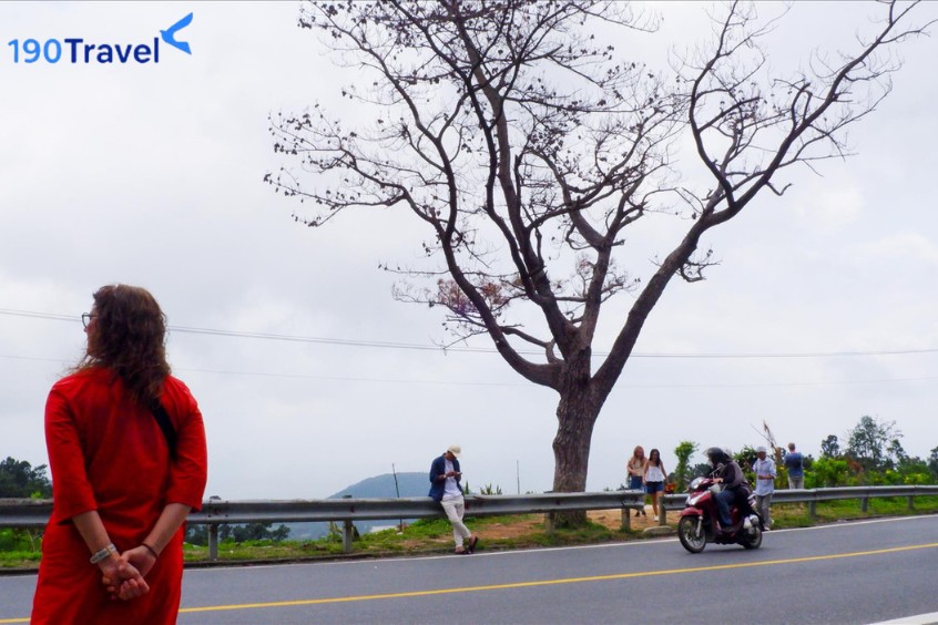 cây thông cô đơn