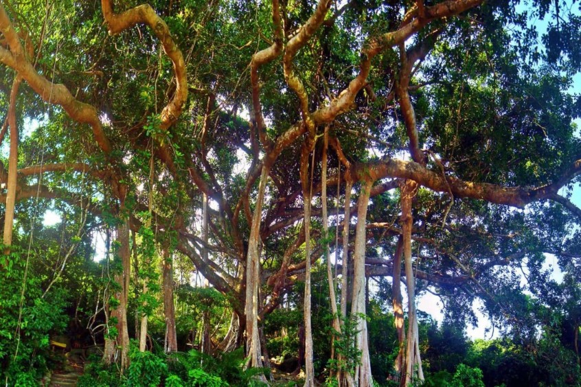 cây đa ngàn năm góc độc lạ