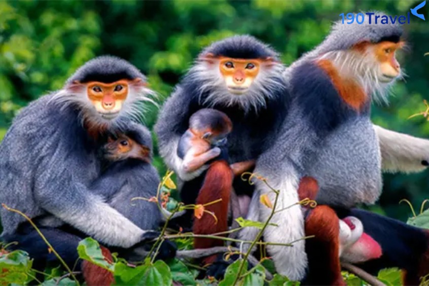 Săn ảnh Voọc chà và chân nâu trên bán đảo Sơn Trà