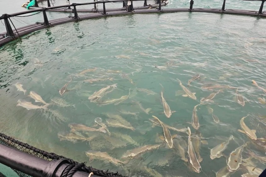 lồng bè nuôi thủy hải sản